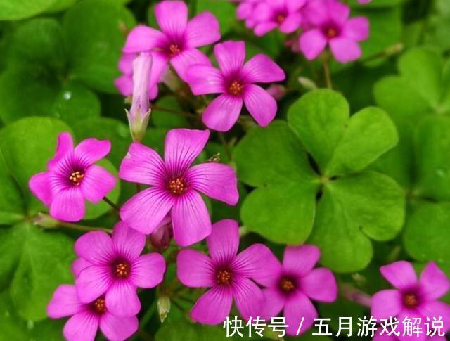 紫叶酢浆草|农历十一月大雪过后,养什么花?家里养3种花,三春肇始福临居所