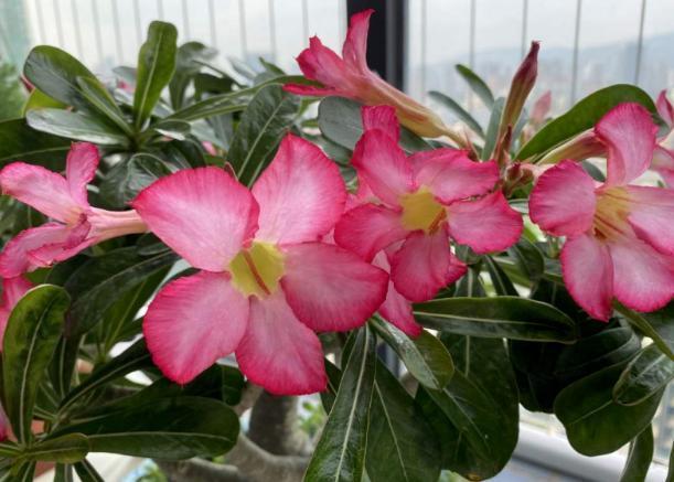 这些“老话”通俗易懂,能叫养花人少走弯路