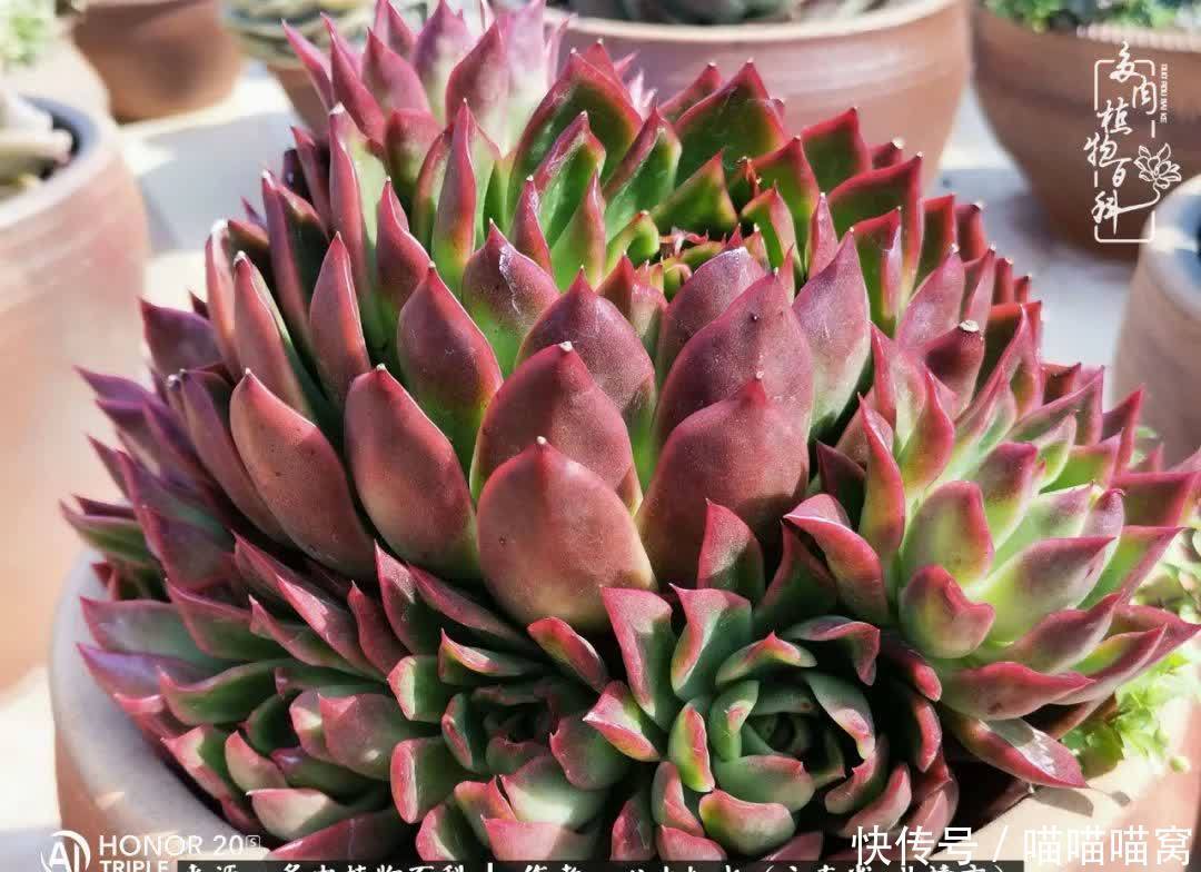 多肉|你是爱,是暖,是希望,你是人间四月天!