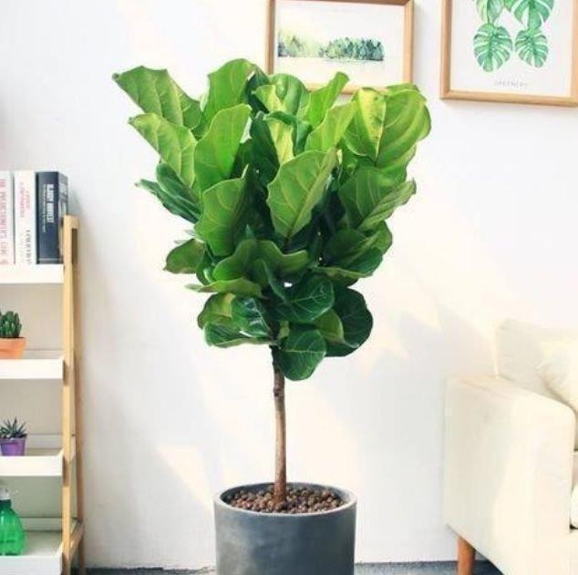 养花就养4种花,家里养1盆,添绿意清空气,格调品味高!