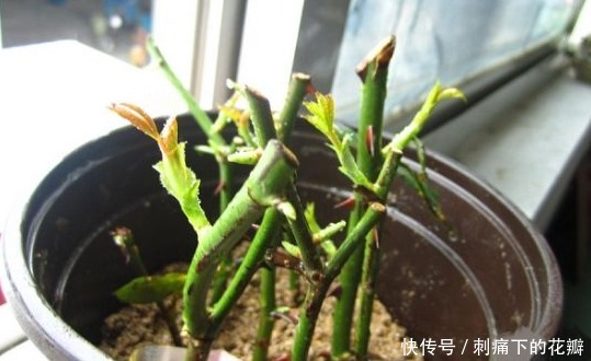最容易扦插存活的3种花，剪一根枝条插土里，下月就是一盆新植株！