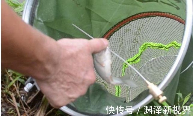 坠子|盛夏如何野钓鲫鱼,只需五招轻松有效!