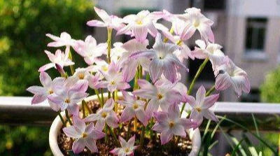 此花卉漂亮,美如莲花,花期长花量大,最好养,懒人新手盆栽佳品