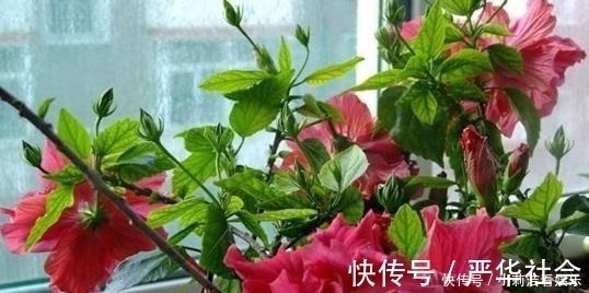 浇水|最适合懒人养护的这些花，不用费心养护，就可花开繁盛！