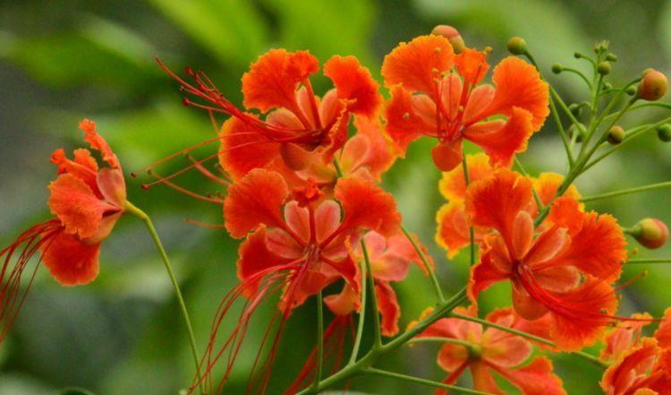 温度|7月8日开始，养花试试这几款，花期超级长，温度高就开花