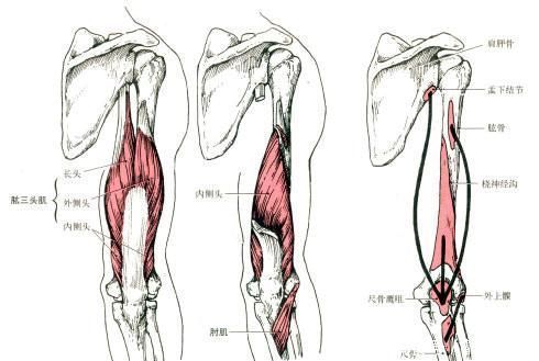 锻炼|掌握正确的训练方法,仅靠自重一样能够锻炼出发达的手臂肌肉