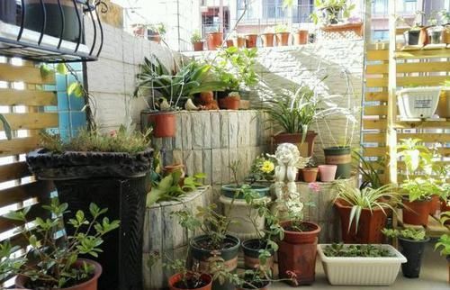 花海|吴大姐养花,7天浇一次肥水,土壤肥沃疏松,家里成花海