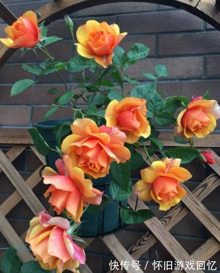 此花香味浓郁颜值高，一年到头有花赏，专为阳台而生，适合新手