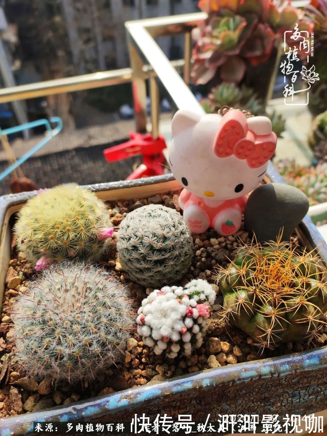 长势|为提升免疫力而养多肉植物，养肉后，体弱的我身体越来越好！