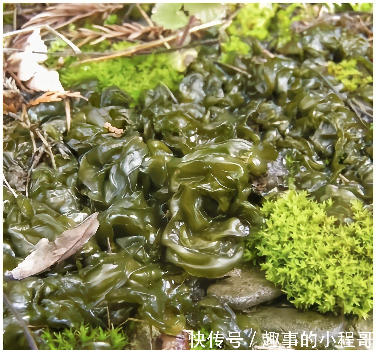 草本植物|农村7种野菜,在南方冬季可以采挖来吃,你都吃过几种?不要错过