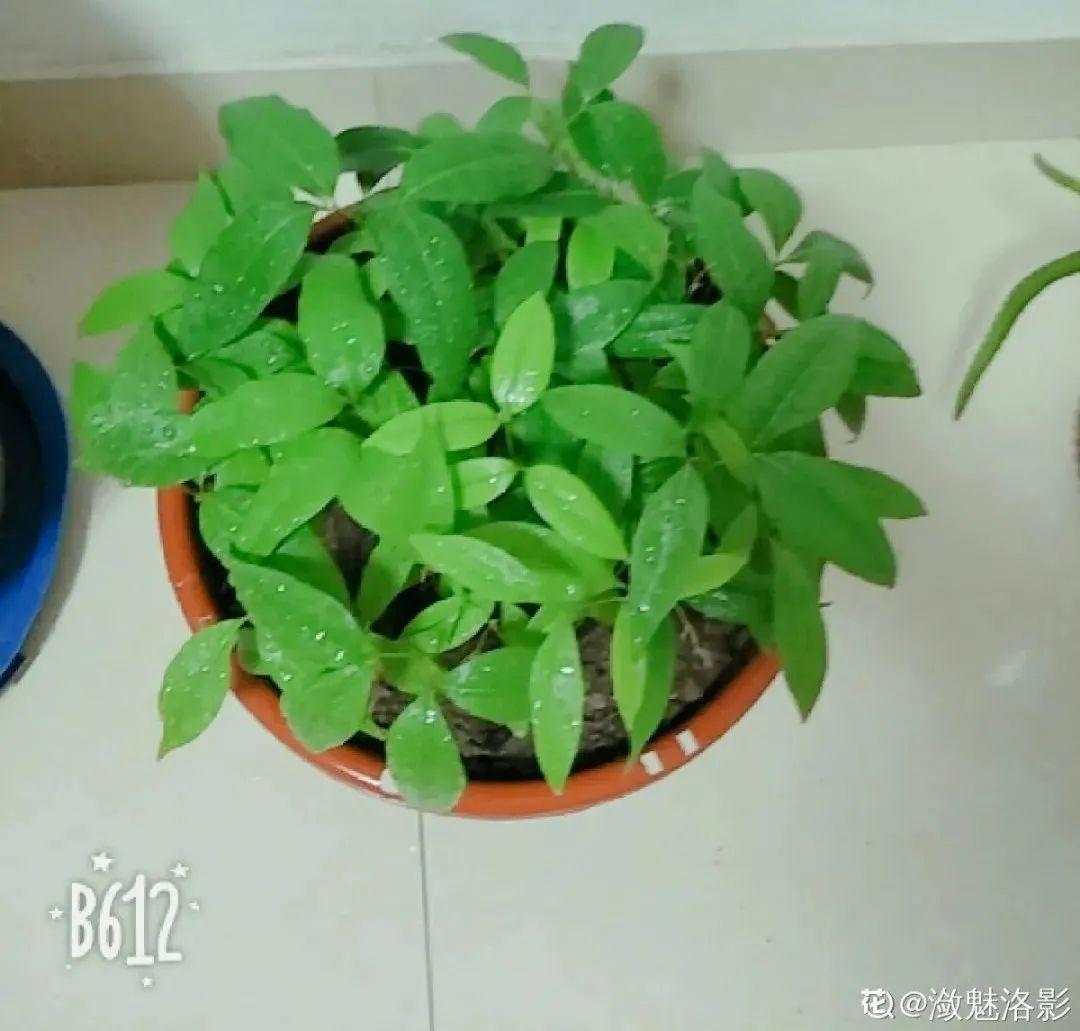 玉米棒子插盆里,7天冒出小森林,比绿萝吊兰好看