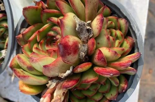 冬天|多肉宝丽安娜长期带红边,冬天稍微晒一下太阳叶片血红,你不养一棵吗?