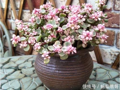 3种能成传家宝的花,越养越值钱,养几年给多少钱都不卖