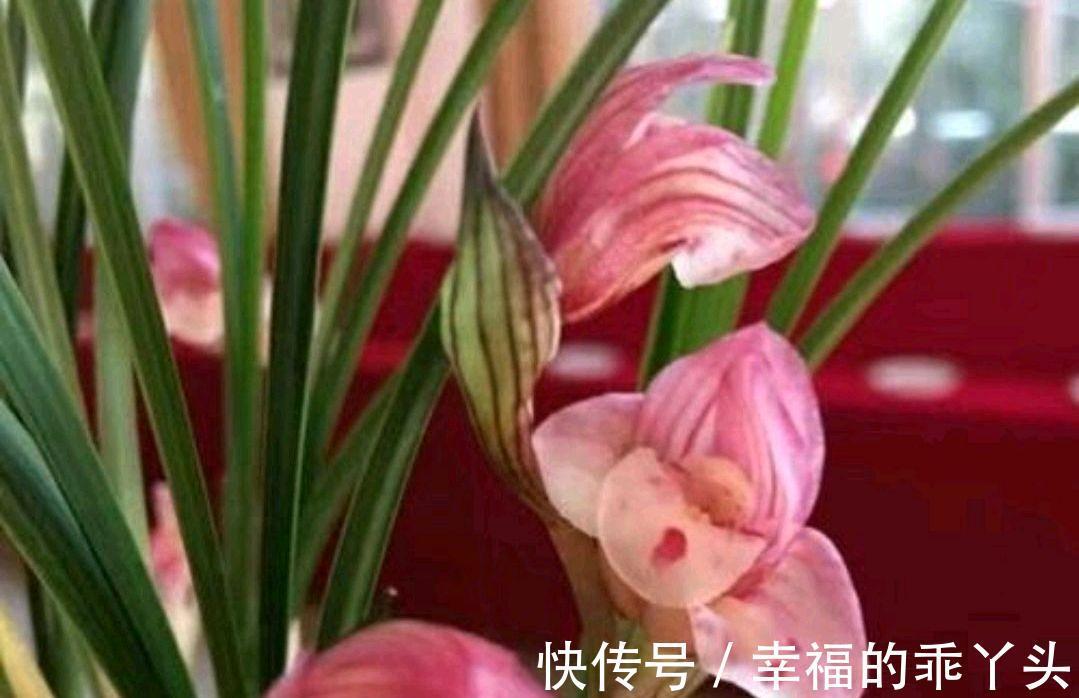 兰花要想香,冬季养护很重要,该怎样养护