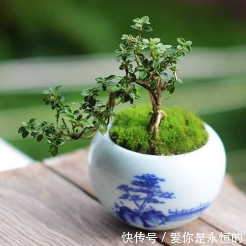 案头|“微型盆景”，我只服此3种，置于案头，让人一见钟情