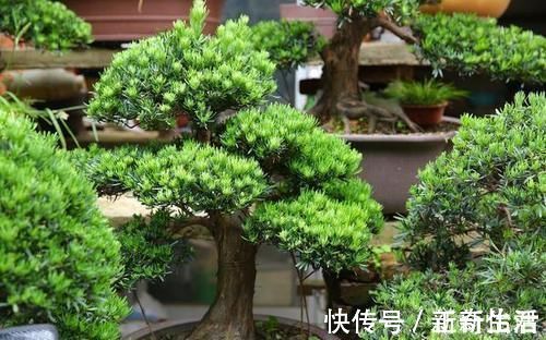 古树|受人追捧的罗汉松，一树难求，价格昂贵是一方面，主要是珍贵稀少