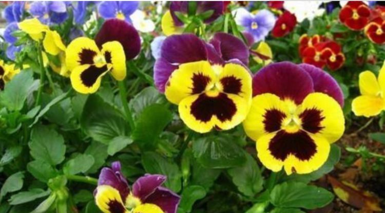 “3种花”养家里,好养又漂亮,炒菜泡茶又养人,第三种厉害了