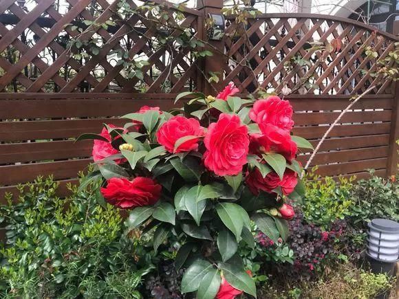 33种花，33首歌，太美了！