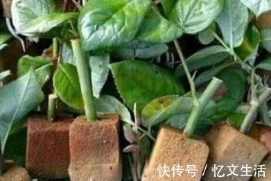 家里这5样东西用旧了别扔,教你小妙招,让它“变废为宝”还省钱