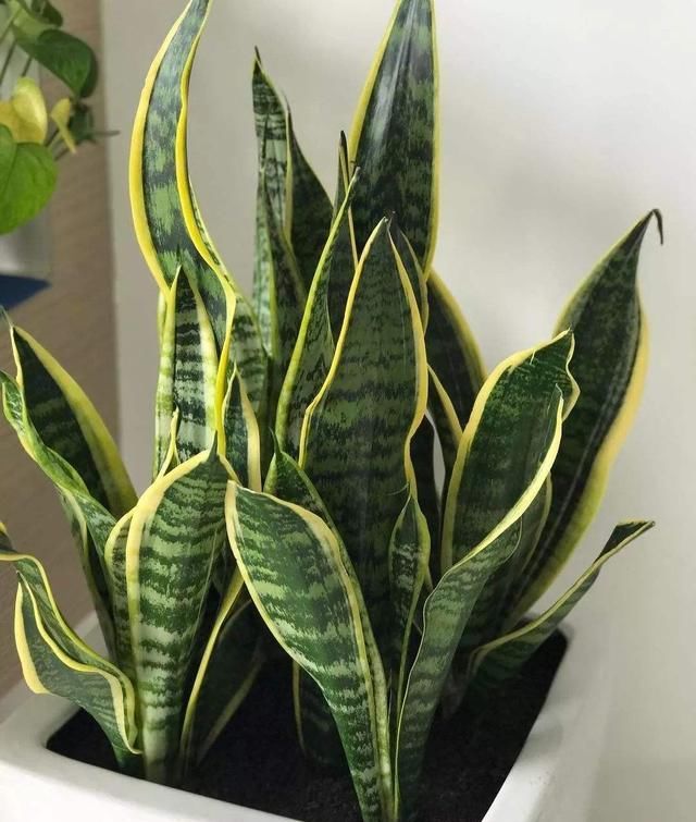 卧室养7种“植物”，放一盆，空气好，睡眠好，好养漂亮长爆盆