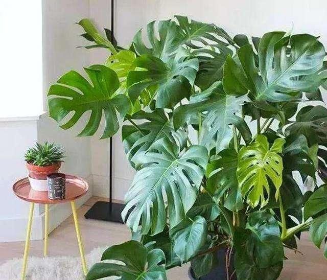 空气干燥、蚊虫多、异味大家里养这“4种花”,什么烦恼都没了