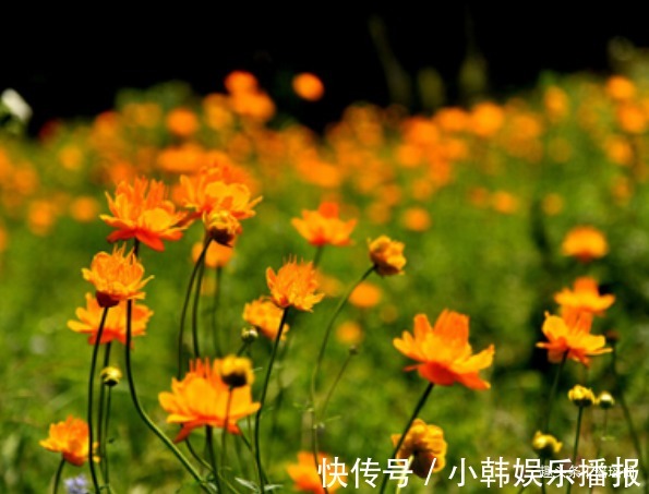 此花是皇廷贡品,可使人保持青春靓丽,是侠义之士的代表