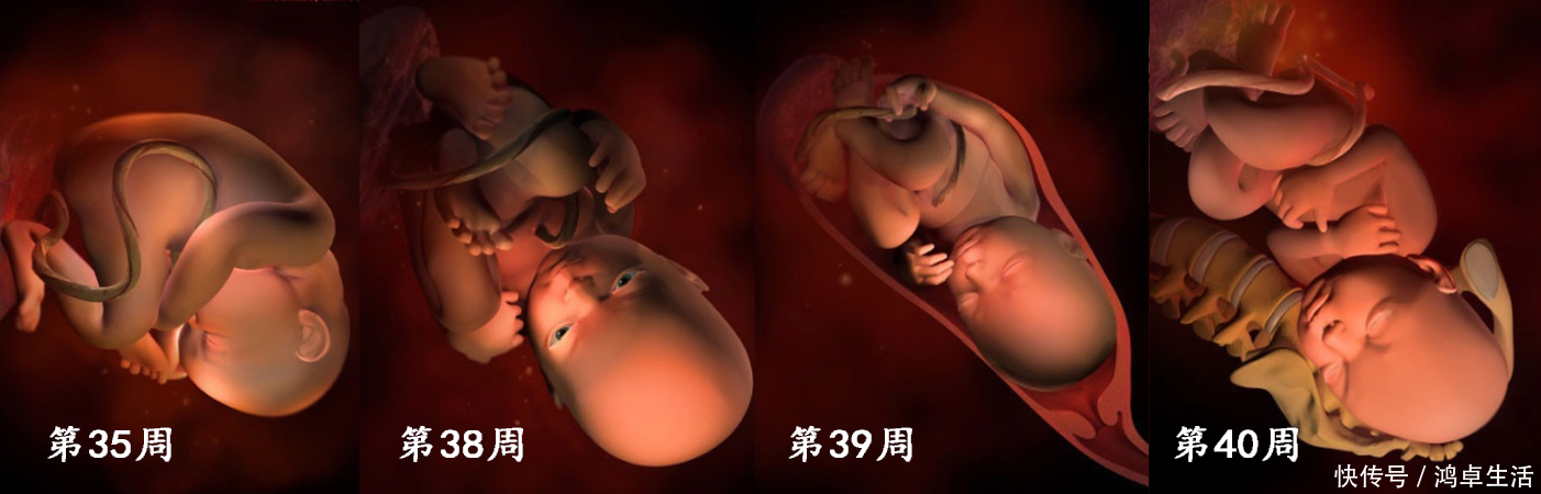 子宫|胎儿在子宫的成长过程！看着宝宝一点点长大，心里满是爱