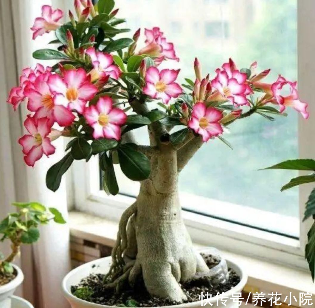 家里养4种“耐旱花”，冬天记得要控水，不然烂根又落叶