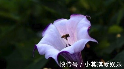 蒙汗药|古代绿林蒙汗药,闻后长睡不起(曼陀罗花制成的迷情药)