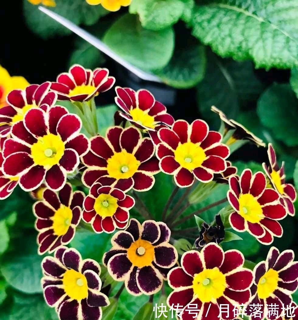 冬天养什么花好,它就不错,花朵大花苞多,很漂亮好养活