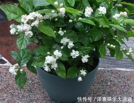 茉莉|王阿姨这么养茉莉花,花更美,味更香,邻居纷纷来取经!
