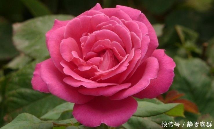 爆盆|4种花是爆盆能手,埋土里就活,不用管也能花开不断,入手不亏