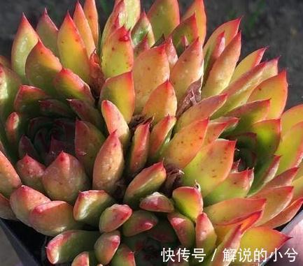 冷门多肉植物分享,颜值高,皮实好养,易群生的圣诞冬云多肉植物