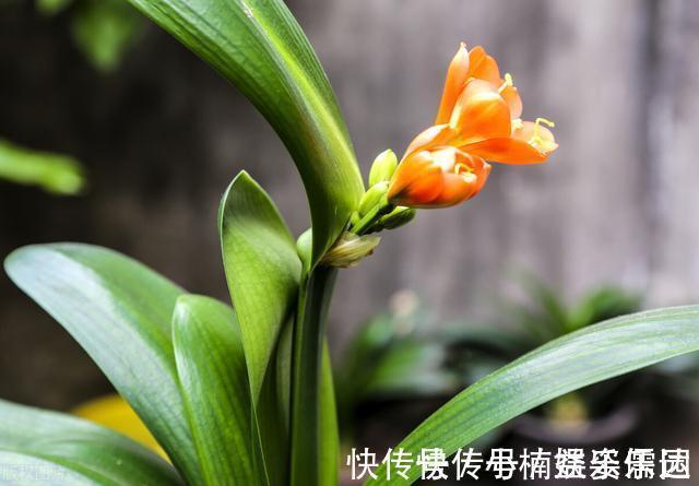 做法|怎样让君子兰一年长出8片叶子？他的做法，值得我们学习