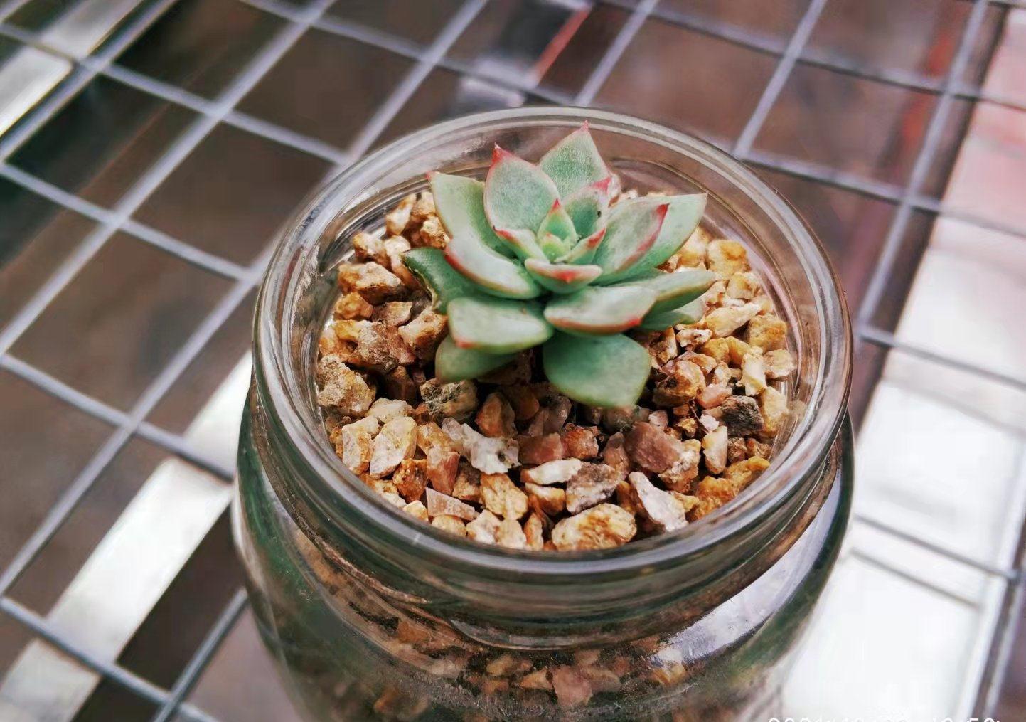 新玩法——用玻璃瓶养多肉，既方便打理又易于上色，阳台党的福音