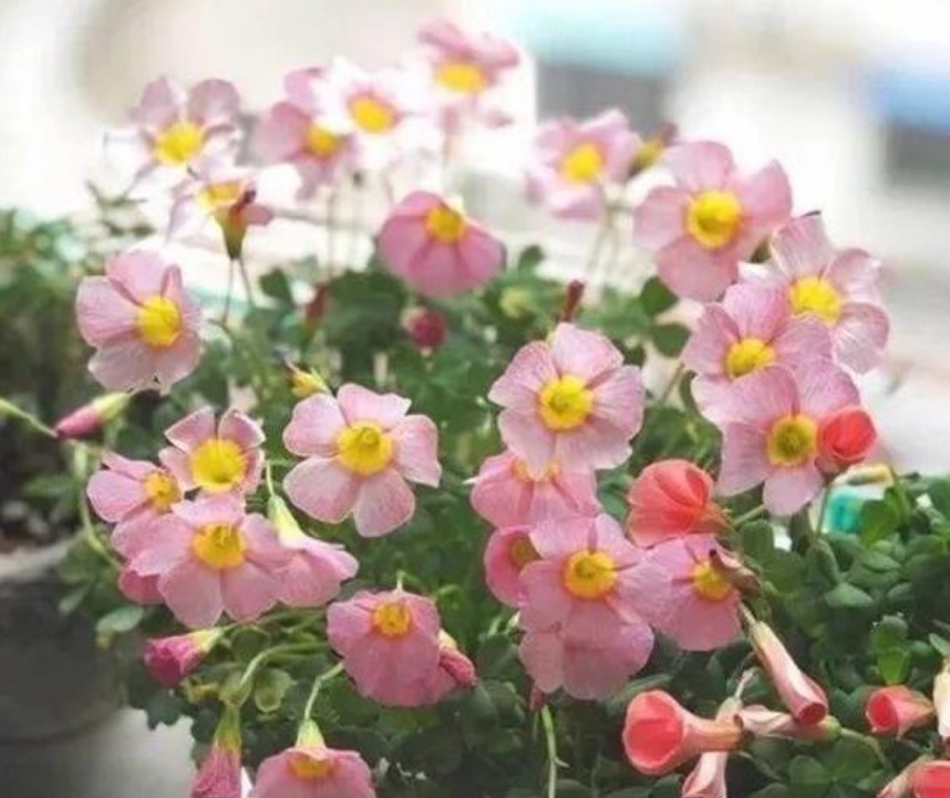 路边挖点野花，种盆里就活，浇点水就疯长，开花漂亮，人见人爱！