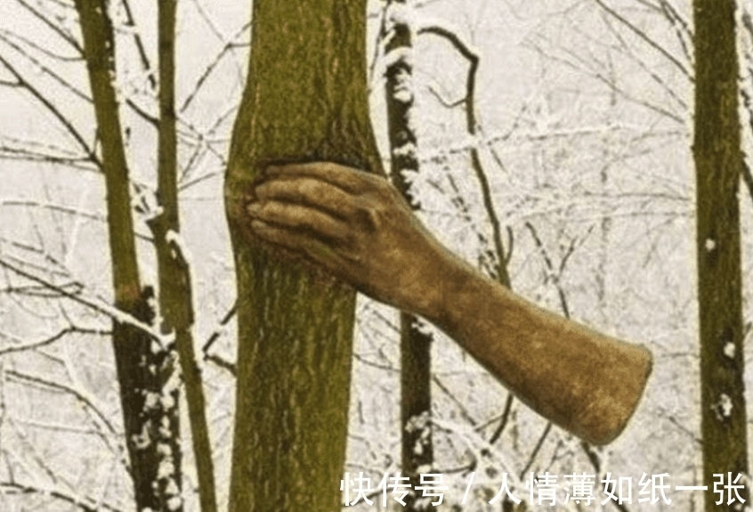 一只手|世界上最顽强的一只手,握在一棵树上50年,网友:好心疼树