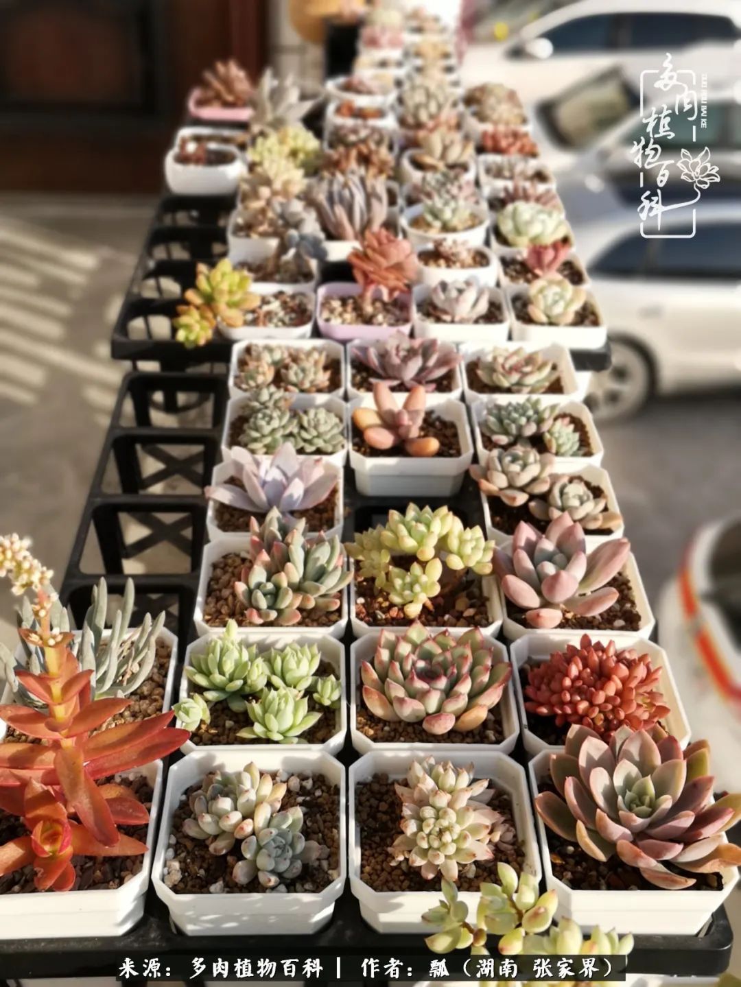 干货新手在多肉的选购、配土、上盆、养护环节走过的误区!