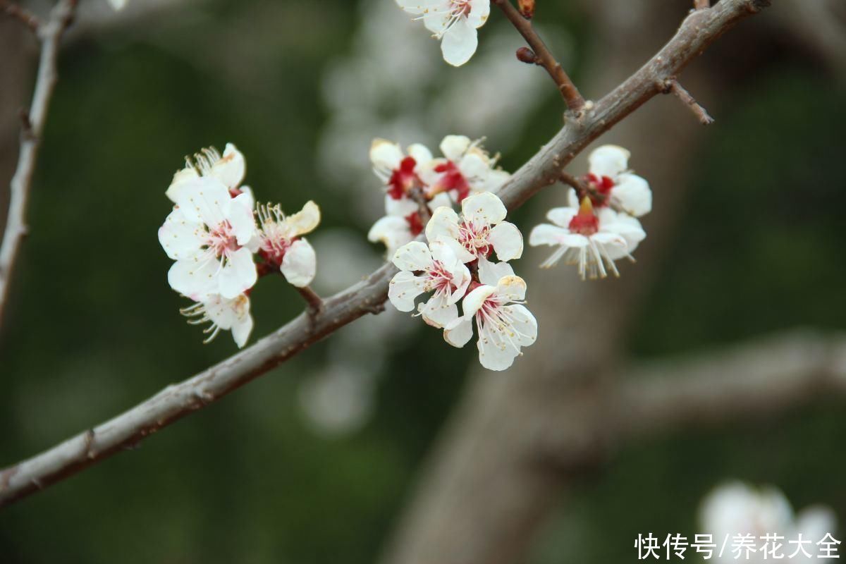 樱花下落的速度真的是秒速5厘米？别被误导了，这才是真相