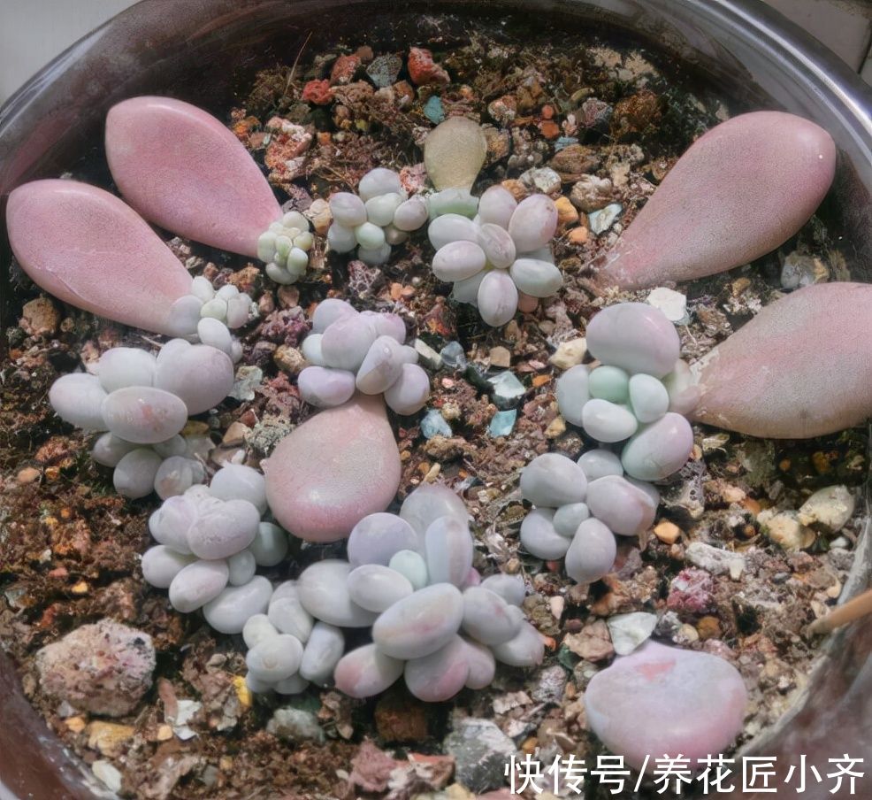 秋天可以叶插6种植物，一片叶子就能繁殖，养1年就能变大苗