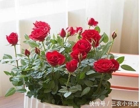 养人|家里养花不要瞎眼!这6种花旺财又养人,有2种花是大忌!