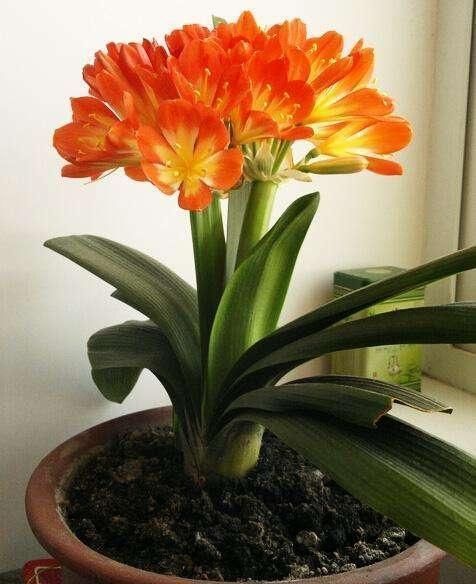 君子兰不开花？2种废料埋盆里，花箭蹭蹭冒，开花2个月