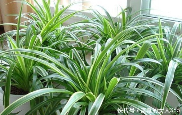 春天养这四款花草,剪得越狠,必定枝繁叶茂,花开满枝