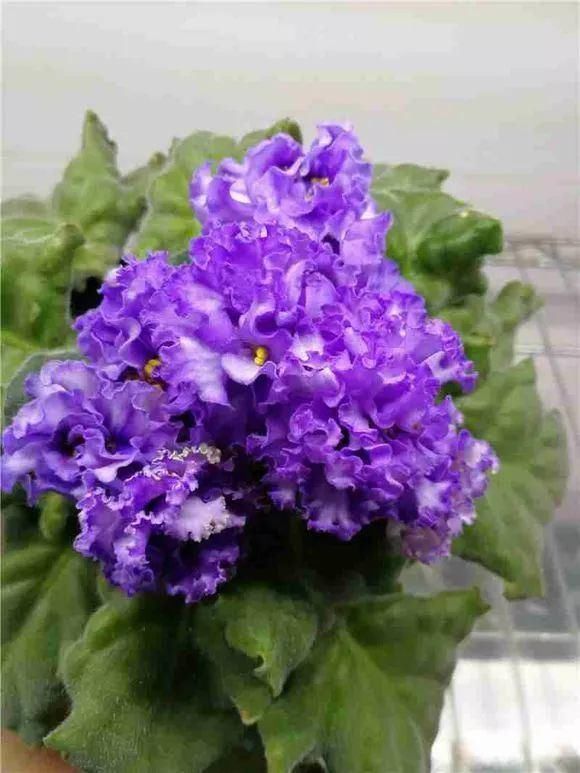 5种花现在插土里,下个月就开花,再热也不怕,别错过了