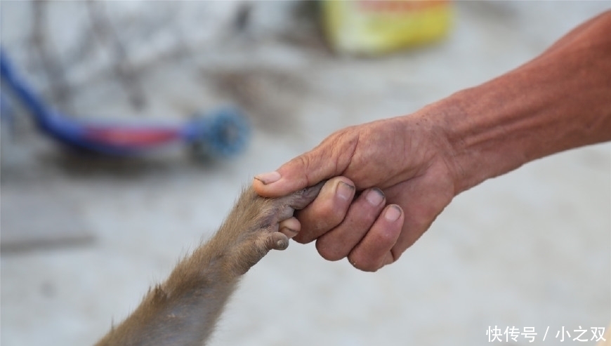 杂技|猴在我在“杂技之乡”的7旬训猴老汉与猴同吃住终生未娶