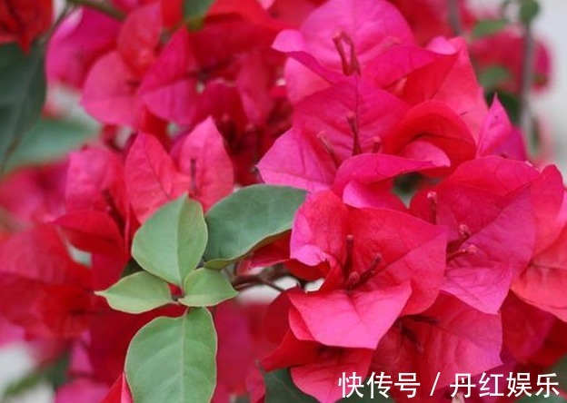 光照|养花就养这种惊艳的,花开之际,苞片姹紫嫣红,养在阳台,美爆了