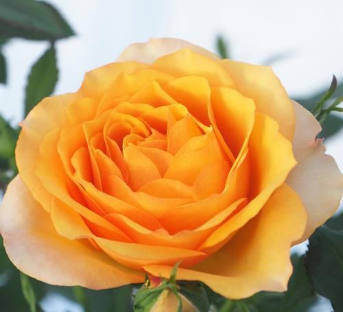  漂亮|4种花人见人爱，插枝就能活，全年开花，漂亮又喜庆，室内也能养