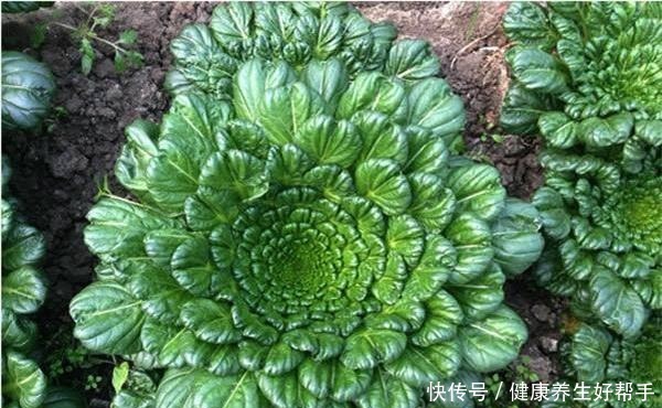 霜打过的菜为何甜这4种菜不怕冻,别错过最后一种,越冷越好吃