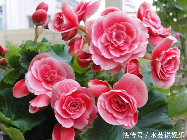 花朵|“5种”超级好养的花,随便养都爆盆,全年开花不断,越养越喜欢