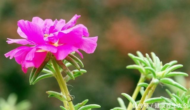 “8种花”进入6月活性高，枝条插盆就生根，不怕黑腐，长得旺！